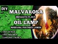 Diy malvarosa citronella oil lamp  mosquito plant oil  citronella oil lamp  homefoodgarden