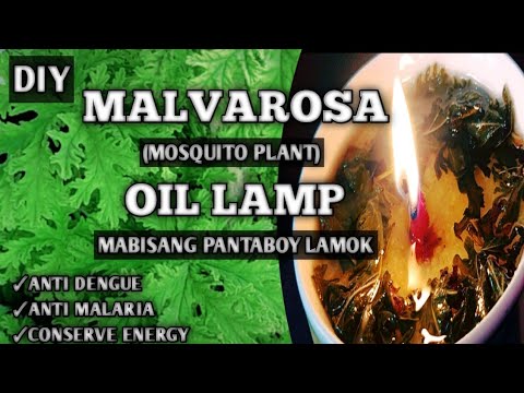 Video: Mosquito Plant Geranium - Paano Pangalagaan ang Mga Halamang Citronella Mosquito