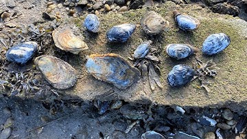 Digging Clams and Oysters in late-January on Long Island