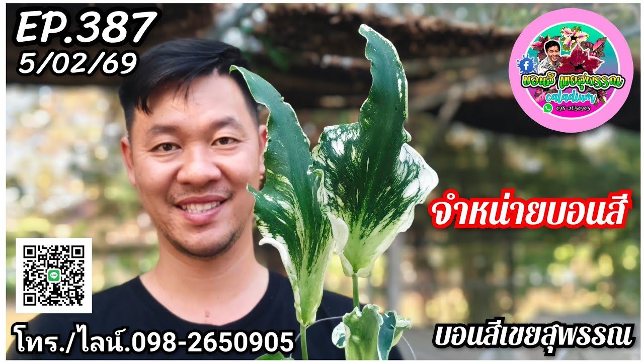 🪅คลิปใหม่🪅บอนสีเขยสุพรรณ🪅จำหน่ายบอนสีราคาถูก🪅