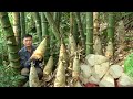 Giant bamboo shoots. Harvest cooking and storage. Robert | Green forest life