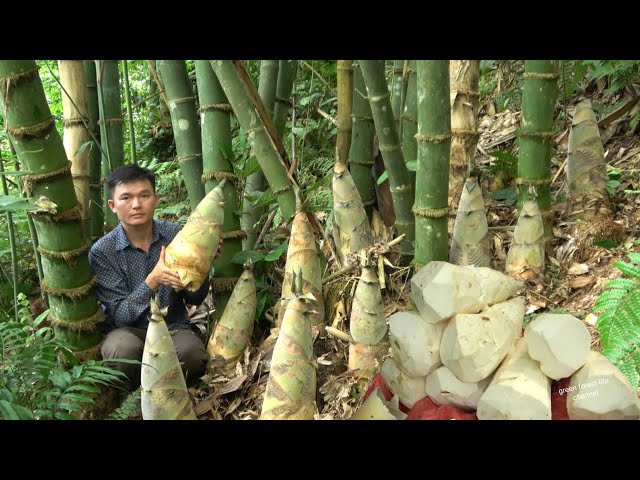 Big Bamboo Slot