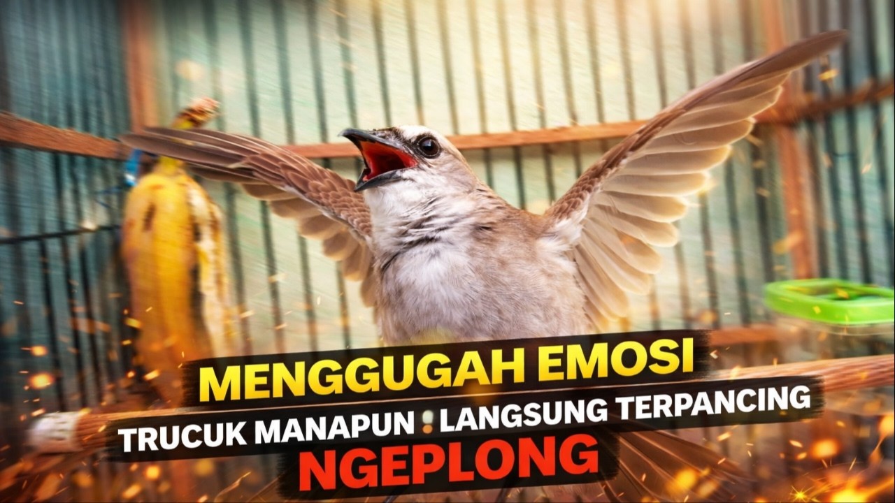 NO 1 TERAPI !! TRUCUKAN GACOR, CEPAT MEMANCING JADIKAN BURUNG TRUCUKAN GACOR EMOSI