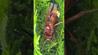 Vespa orientalis queen feeding on Thuja. IAS-CSIC (Córdoba, 19 April 2026)