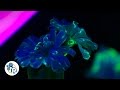 Comment faire une fleur fluorescente