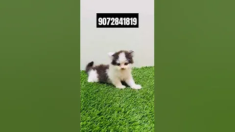 Watch the video about Cute Persian kitten available 🐈😸# cute kitten # viral video # kitty# pet lovers #kitty #kittytv