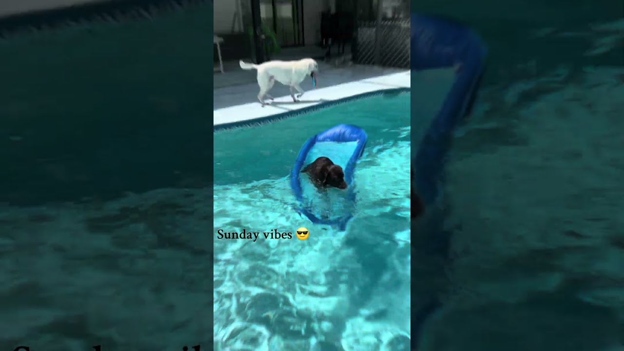 Dogs Are Enjoying Pool Time And Sunday Vibes 