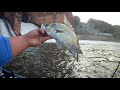 pesca de white bass..y catfish...con amigos ..de atlanta georgia...