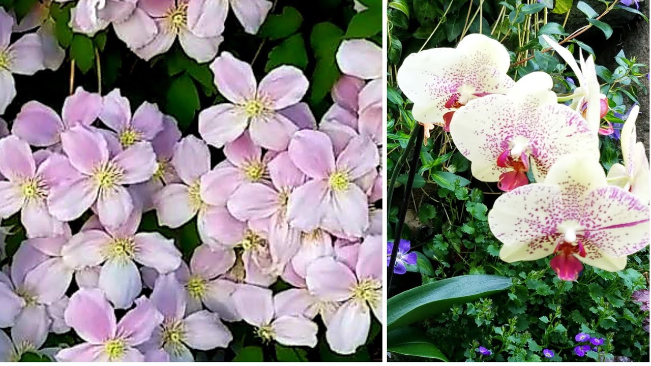 El calcio en nuestro Jardín ║Orquídeas en el mundo