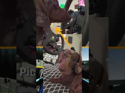 SIM Racing DOG 🐾 #Formula1 #Shorts