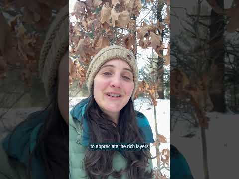 Video: Winter Marchescence – Fakta Tentang Daun Marcescent Dalam Pokok