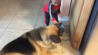 German Shepherd eats from grandsons hands.