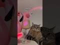 Quarta feira 09 de outubro de 2024#bomdia #outubro #quarta #quartafeira pix: diel@catlover.com