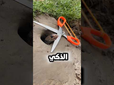أفعى تقع في فخ ذكي لكن النهاية كانت مفاجأة 