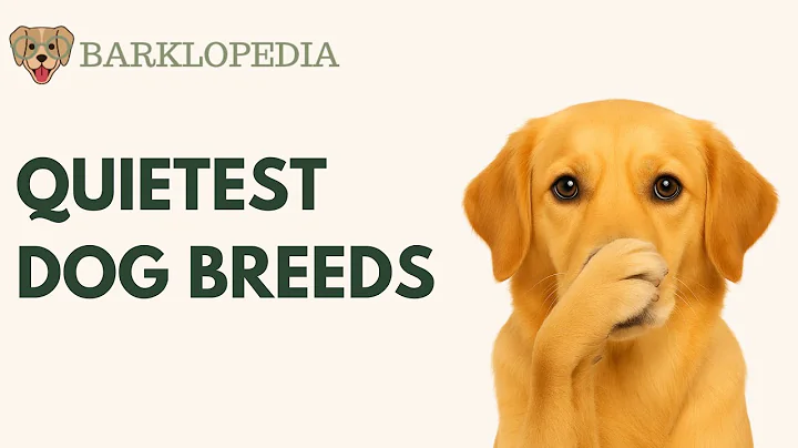 Top 10 Quietest Dog Breeds 🐶 | Dogs That Bark Less