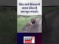 Junagadh Wild Life News | સિંહ અને સિંહણની પ્રણય ક્રીડાનો અદ્ભુત નજારો | News18 | N18S #shorts