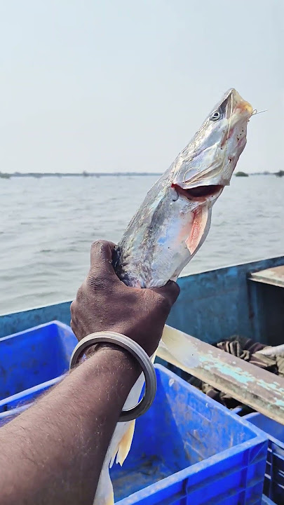 Underwater Fishing |Best Fishing Video #shorts #fishing#machhali