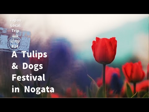 Tulips & Dogs Festival in Nogata | wanlympic | Japan Local trip | Vlog #34