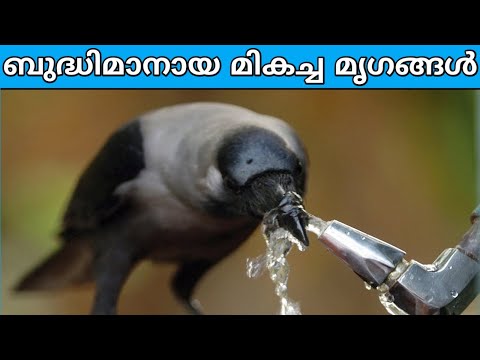 ഏറ്റവും ബുദ്ധിമാനായ മികച്ച 10 മൃഗങ്ങൾ l STORY 10 MOST INTELLIGENT ANIMALS l SIXTH SENSE l FACTS MOJO