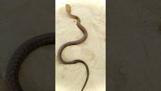 Black Cobra Snake ￼Running