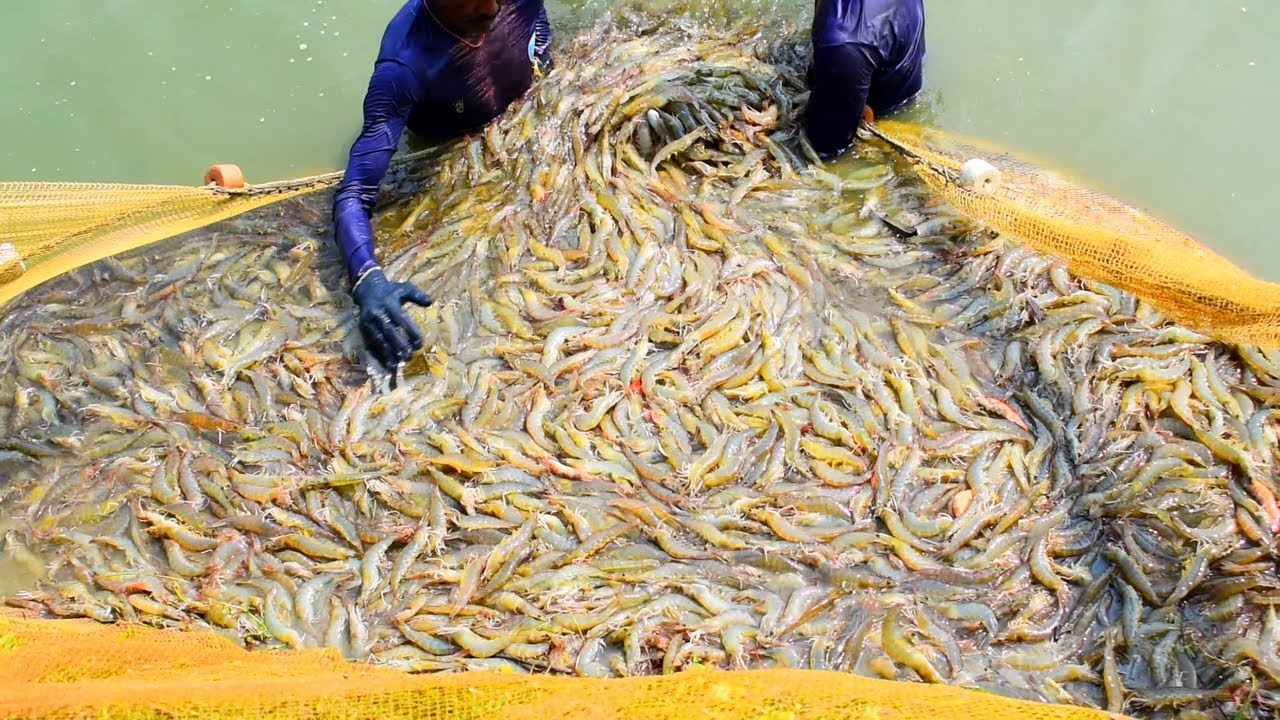 prawn farming business plan in tamil nadu