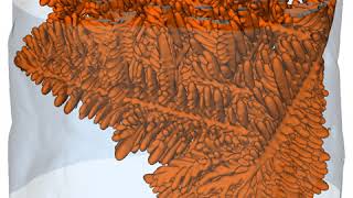 Dendrite formation in an AlCu alloy