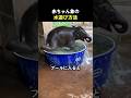 赤ちゃん象の水遊び方法