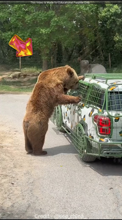 Download lagu Jungle Safari in China