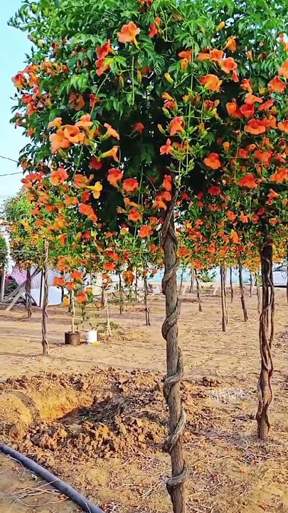 part  .9 Chinese trumpet creeper hanging fuchsia holding a pile trumpet creeper weeping trumpet