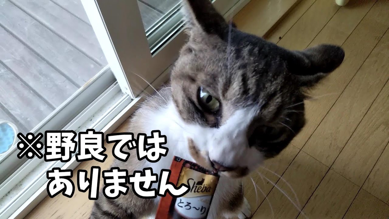 野良に見えるけど家猫な家の猫にチュールあげた かわいい猫達の動画まとめサイト