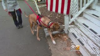 Westminster Dog Therapy