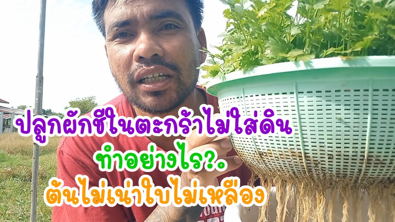 วิธีปลูกผักชีในตะกร้าให้งอก100% ไม่ต้องรดน้ำต้นไม่เน่าใบไม่เหลือง/เต๋าสายกลาง