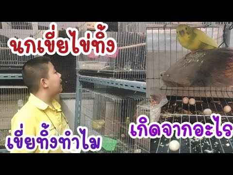 นกเขี่ยไข่ทิ้ง เกิดจากอะไร ทำไมถึงเขี่ยไข่ทิ้ง