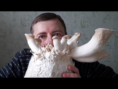 Эринги - пришелец из космоса. Королевская вешенка!