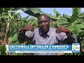 Okutumbula Eby Obulimi E Mawokota Abavubuka Basabiddwa Okujjumbira Okulima Emmwanyi Gyotobadde