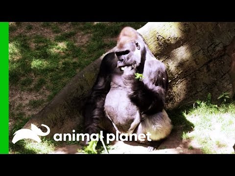 Video: Wanita Memasuki Kandang Singa Zoo Bronx, Menghadapi Tuduhan