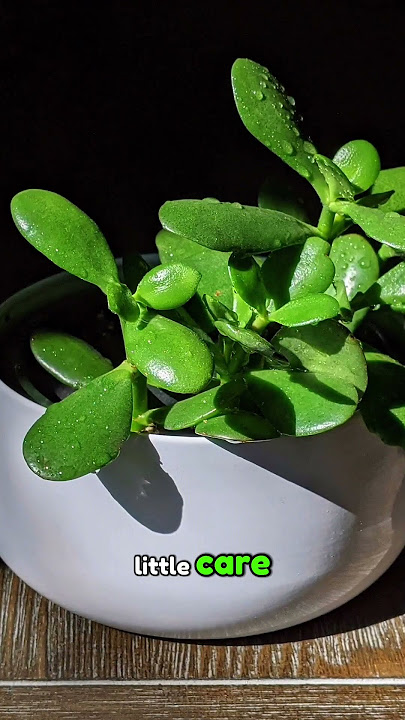 5 Easy Herbs to Grow at Home 🌿 | indoor vegetable Gardening Tips