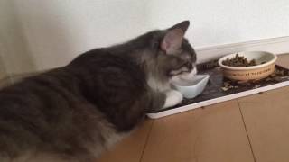 怠けながら飲水する猫 ノルウェージャンフォレストキャット Drink water while lazy. Norwegian Forest Cat.