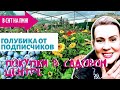 ДАЧА | Покупки в садовом центре | Голубика от подписчиков | Садовый шопинг