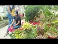 Nursary of diffrent species of plants and flower situated in Gangtok ,sikkim