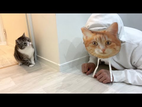 猫のお面を被って待ち伏せしてみたら猫の反応がかわいすぎたw