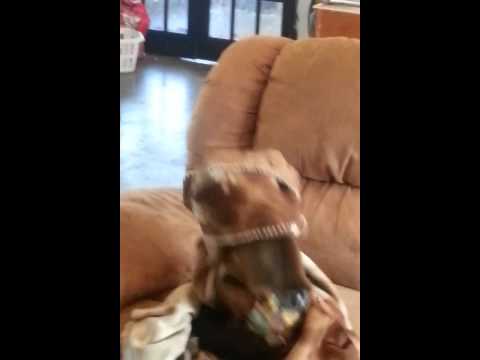 Stuart the monkey  "MAD " doesn't want a bath