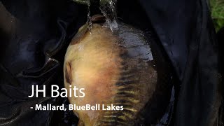 JH Baits Bluebell Lakes Mallard.