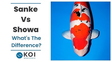 Japanese Koi | Sanke Vs Showa | Is The Difference Just Black On Their Head?