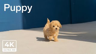 Puppy - 4K Wallpapers Slideshow - 12hours