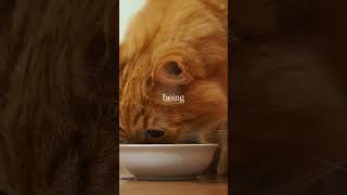 Celebrity ✨DID YOU KNOW❗️: World's Richest Cat worth £7 million Wealth