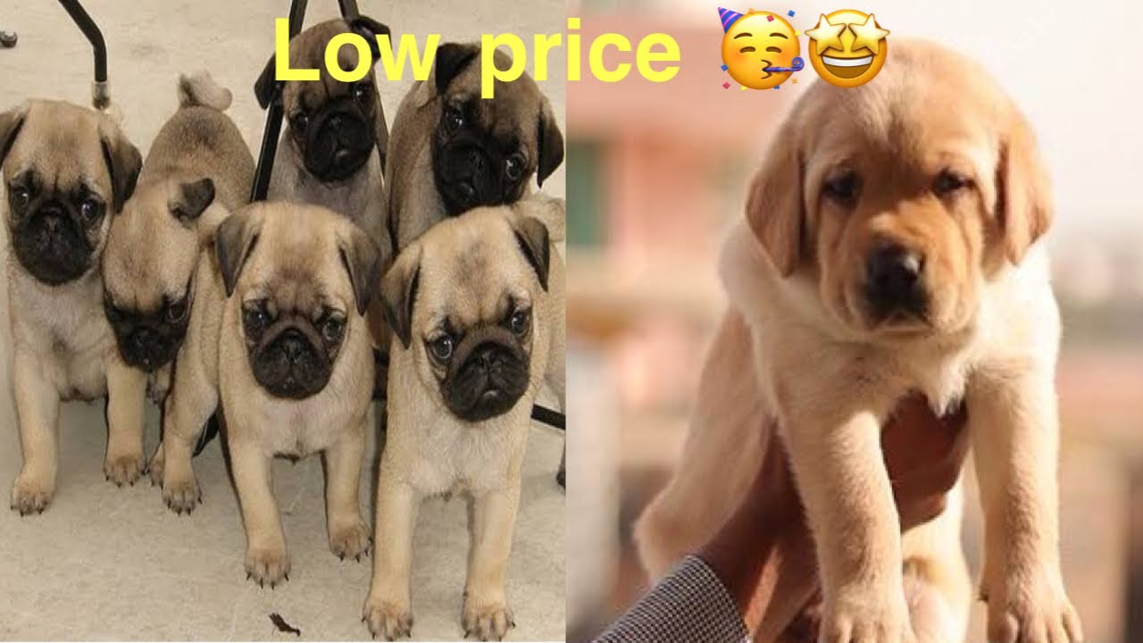 Pug puppies and lab puppies available for sale in Hyderabad for cheap