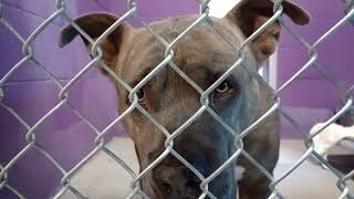 Zeus 6Y Pet Id 948578 Kennel 22 Hssaz Shelter Zeus Is Just Full Of Love 20251212 162204704