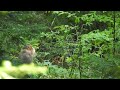 Mother bear with cubs