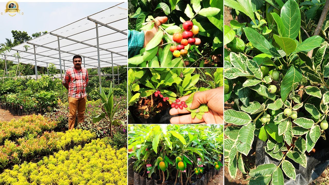 200 ലധികം Exotic Fruit Plants 1000 ത്തിലധികം garden plants Thrissur ലെ പ്രശസ്തമായ Murali